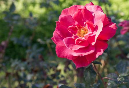 red rose flower in the gardenの写真素材