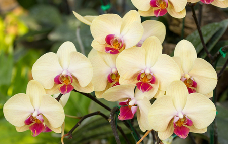 Yellow phalaenopsis orchid flowerの写真素材