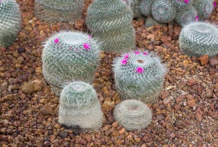 pincushion cactus plant with pink flower decoration in the gardenの写真素材