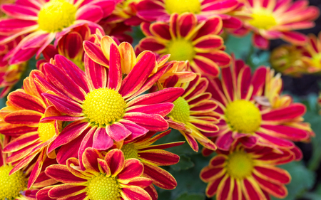 red chrysanthemums daisy flowerの写真素材
