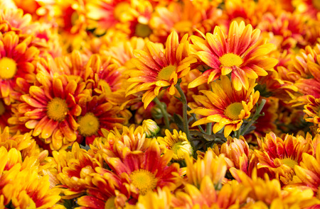 orange chrysanthemums daisy flowerの写真素材