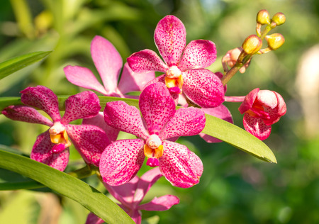 red phalaenopsis orchid flowerの写真素材