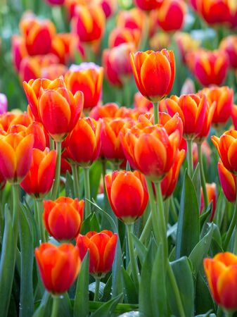 Colorful tulip flower fields blooming in the gardenの写真素材