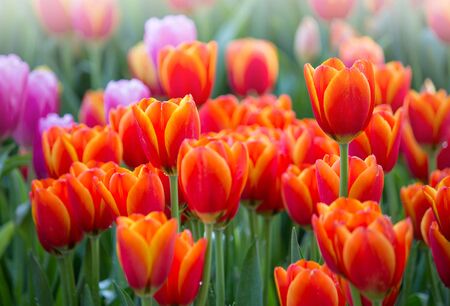 Colorful tulip flower fields blooming in the gardenの写真素材