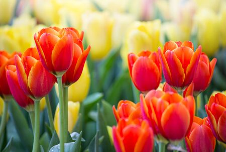 Colorful tulip flower fields blooming in the gardenの写真素材