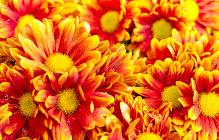 orange chrysanthemums daisy flowerの写真素材