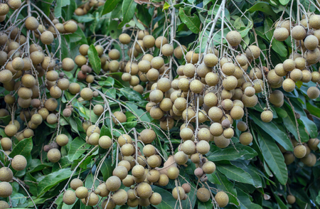Longan orchards - Tropical fruits young longanの写真素材