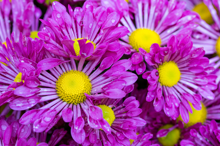 purple chrysanthemums daisy flowerの写真素材