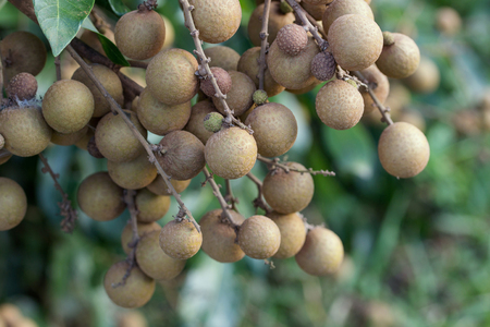 Longan orchards - Tropical fruits young longan.の写真素材