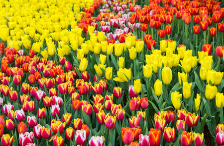 Colorful tulip flower fields blooming in the gardenの写真素材