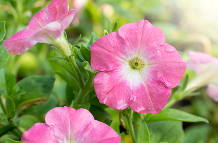 Pink petunia flower in the gardenの写真素材