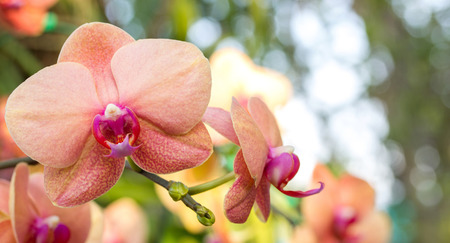 Phalaenopsis orchid flowerの写真素材
