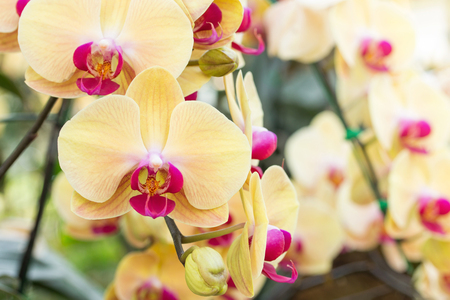 Yellow phalaenopsis orchid flowerの写真素材