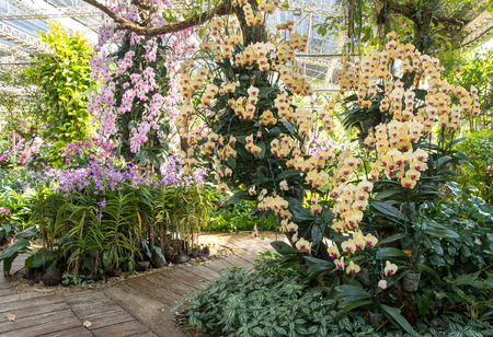 Orchid flower decoration in the gardenの写真素材