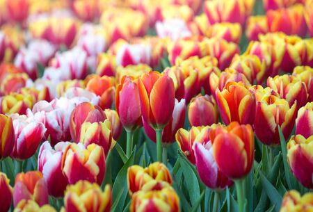 Colorful tulip flower fields blooming in the gardenの写真素材