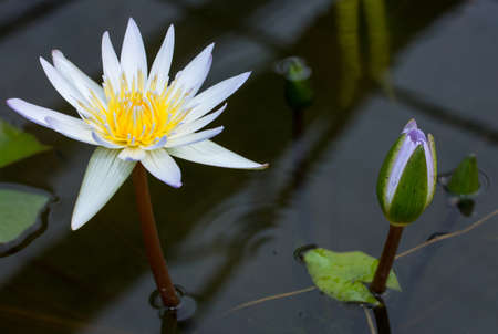 Purple lotus flower in pondの写真素材