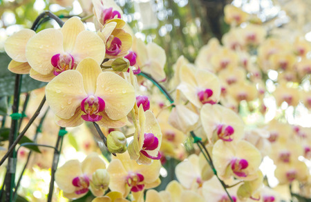 Yellow phalaenopsis orchid flowerの写真素材