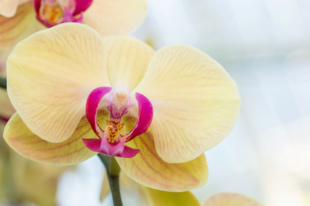 Yellow phalaenopsis orchid flowerの写真素材