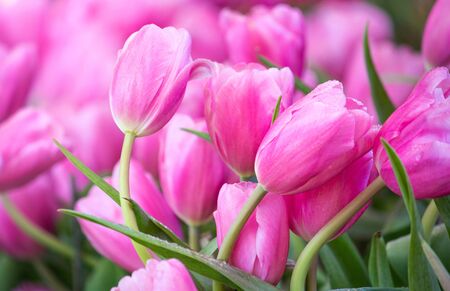 Pink tulip flower fields blooming in the gardenの写真素材