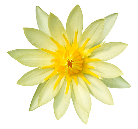 Yellow lotus flower isolated on white with clipping pathの写真素材