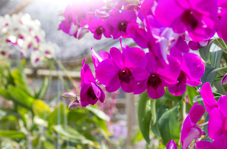 Purple phalaenopsis orchid flowerの写真素材