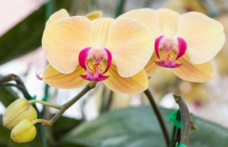 Yellow phalaenopsis orchid flowerの写真素材