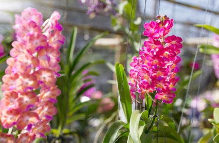 Rhynchostylis gigantea orchid flowerの写真素材
