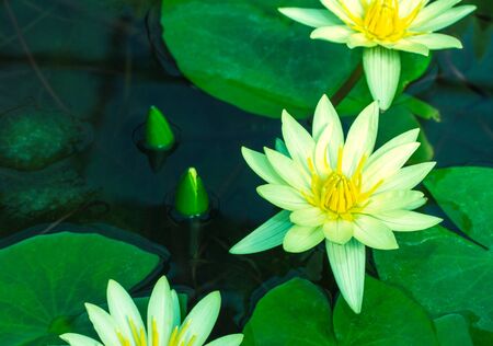 Beautiful yellow waterlily or lotus flower in pondの写真素材