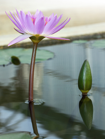 Beautiful purple waterlily or lotus flower in pondの写真素材