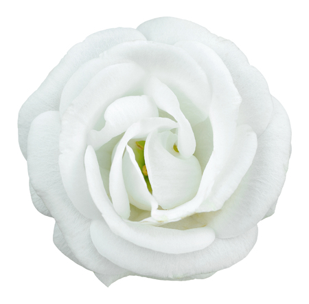 White rose flower isolated on white with clipping pathの写真素材