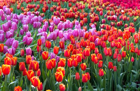 Colorful tulip flower fields blooming in the gardenの写真素材