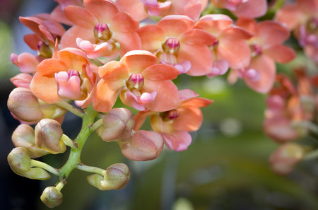 Rhynchostylis gigantea orchid flowerの写真素材