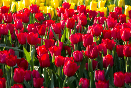 Colorful tulip flower fields blooming in the gardenの写真素材