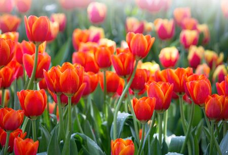 Colorful tulip flower fields blooming in the gardenの写真素材