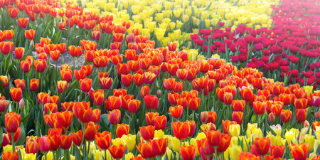 Colorful tulip flower fields blooming in the gardenの写真素材