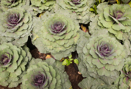 Ornamental cabbage in a gardenの写真素材