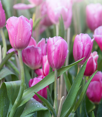 Pink tulip flower fields blooming in the gardenの写真素材