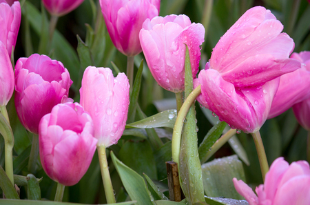 Pink tulip flower fields blooming in the gardenの写真素材