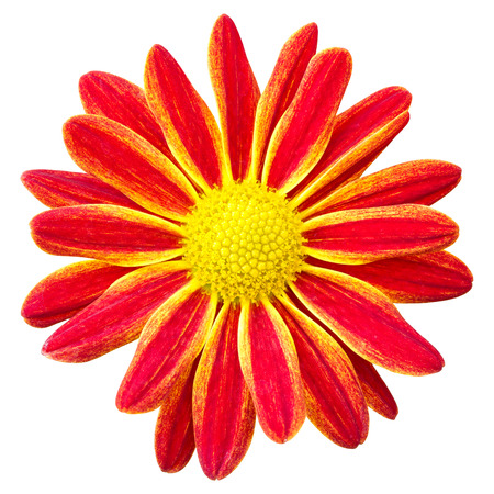 Red chrysanthemums daisy flower isolated on white with clipping pathの写真素材