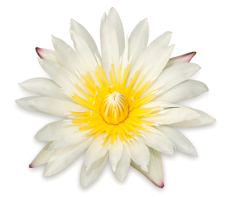 Yellow lotus flower isolated on white backgroundの写真素材
