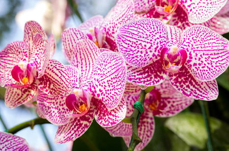 Phalaenopsis orchid flowerの写真素材