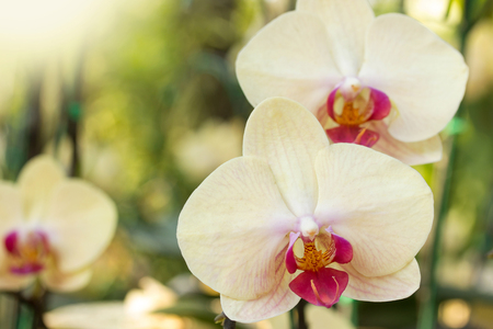 Yellow phalaenopsis orchid flowerの写真素材