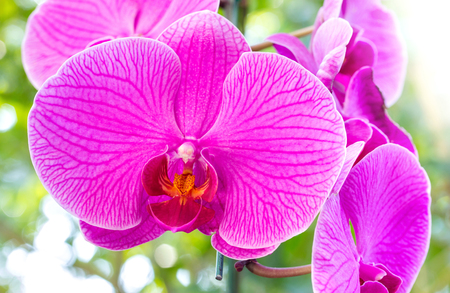 Purple phalaenopsis orchid flowerの写真素材