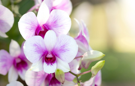 Purple phalaenopsis orchid flowerの写真素材