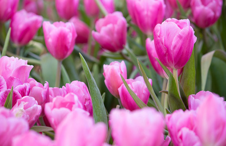 Pink tulip flower fields blooming in the gardenの写真素材