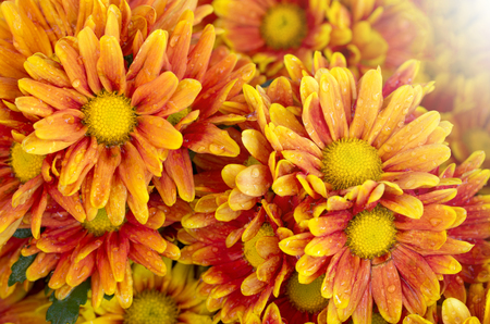 orange chrysanthemums flower in the gardenの写真素材
