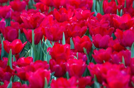 Red tulip flower fields blooming in the gardenの写真素材