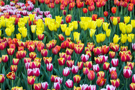 Colorful tulip flower fields blooming in the gardenの写真素材