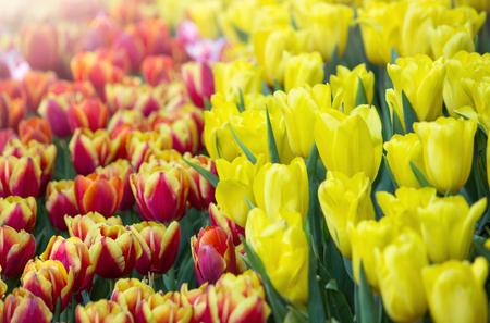 Colorful tulip flower fields blooming in the gardenの写真素材