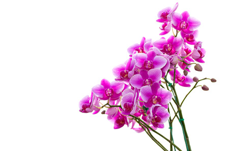 purple phalaenopsis orchid flower isolated on white backgroundの写真素材